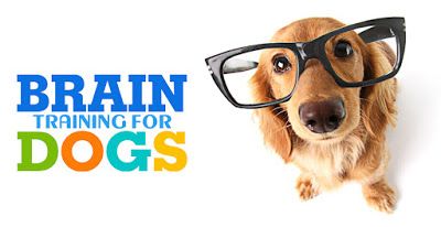 Dog following commands after Brain Training for Dogs